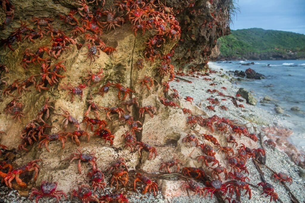 a group of red crabs on a rock