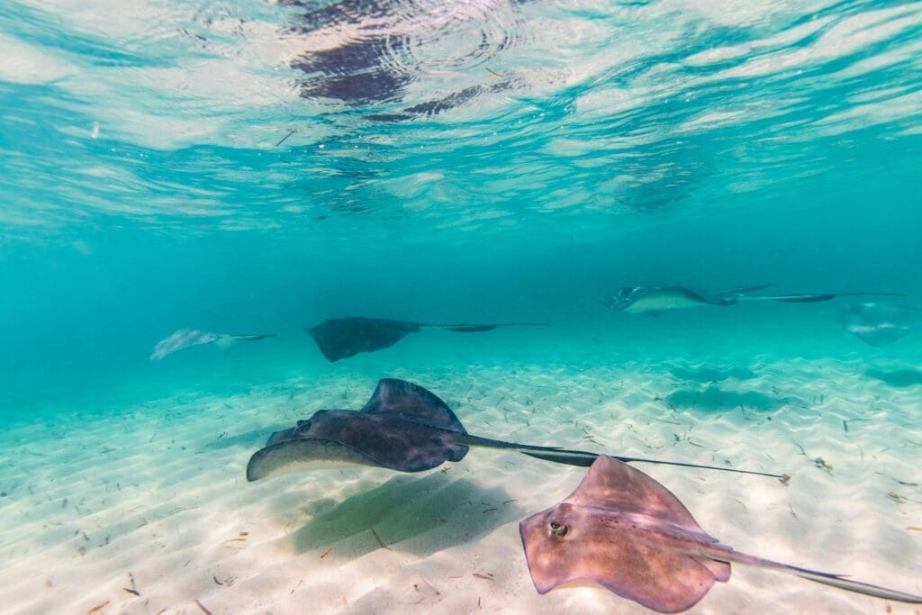 sting stingrays swimming in the water