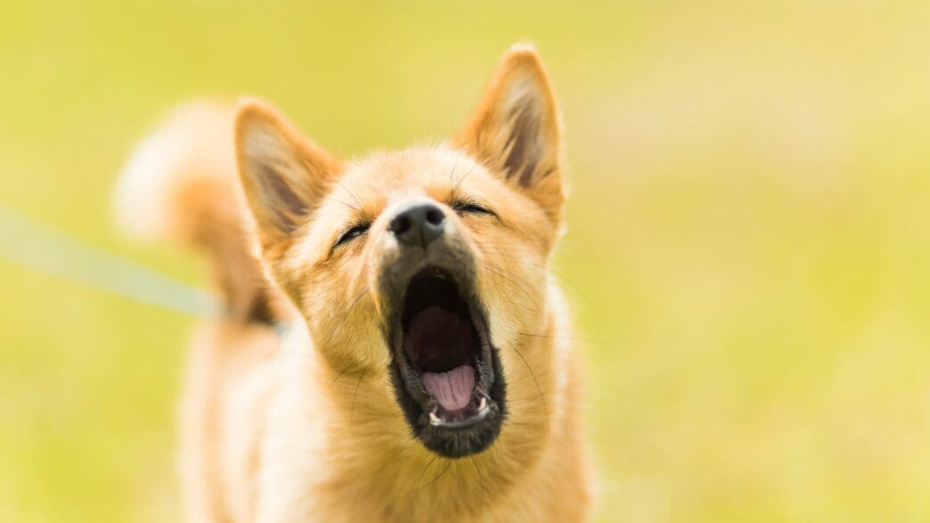 a dog with its mouth open