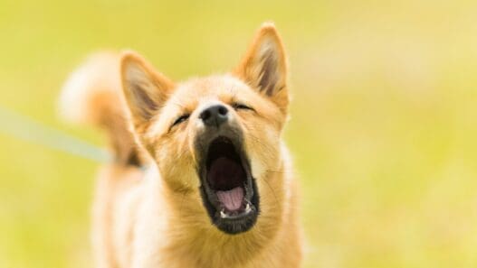 a dog with its mouth open