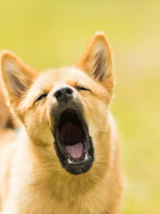 a dog with its mouth open