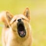 a dog with its mouth open
