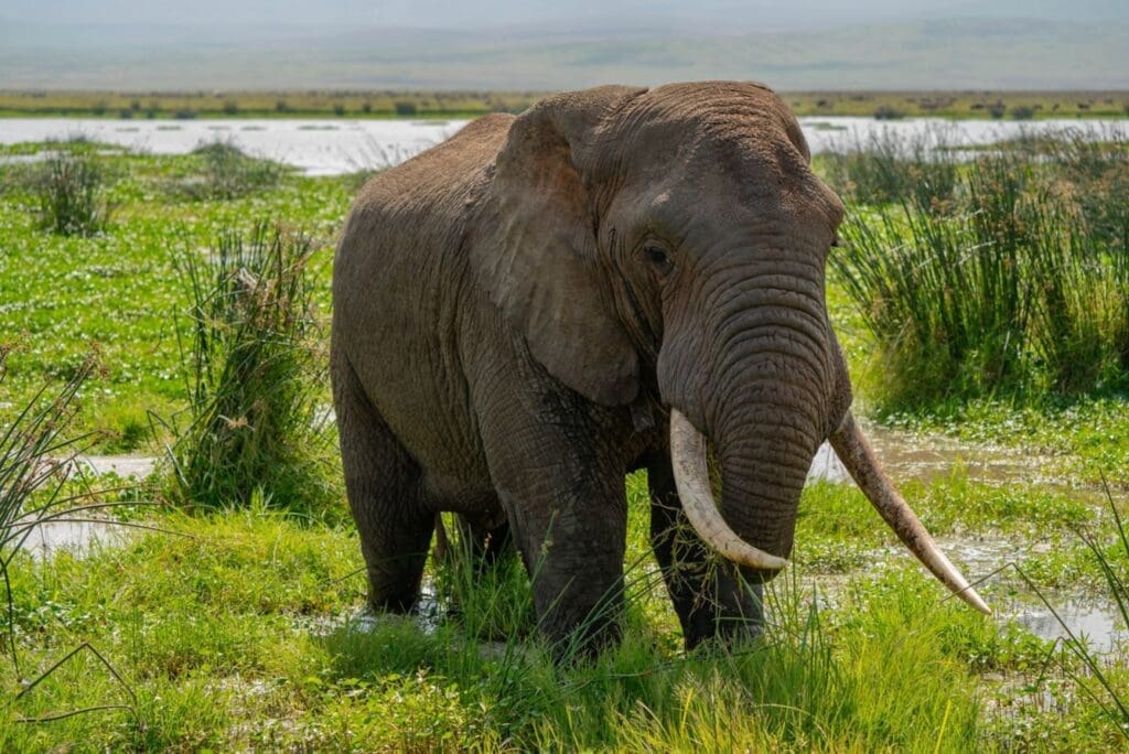 an elephant standing in grass