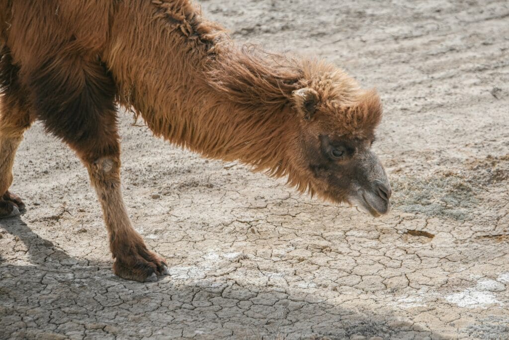 a camel standing on the ground