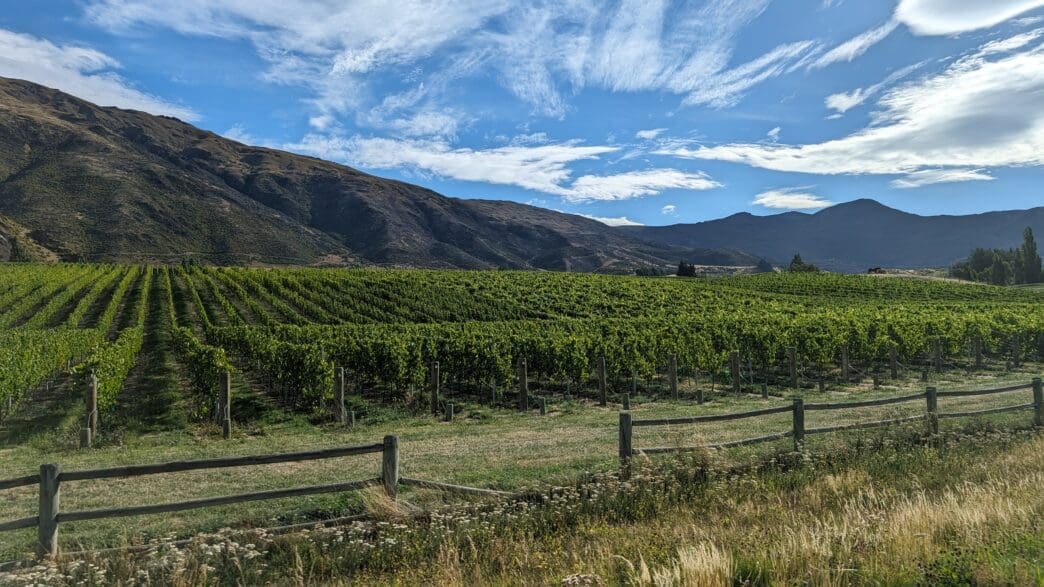 a field of green plants