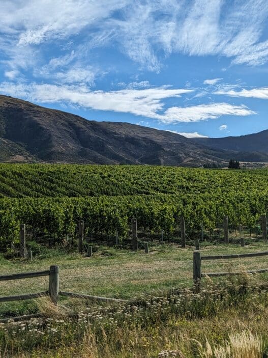 a field of green plants