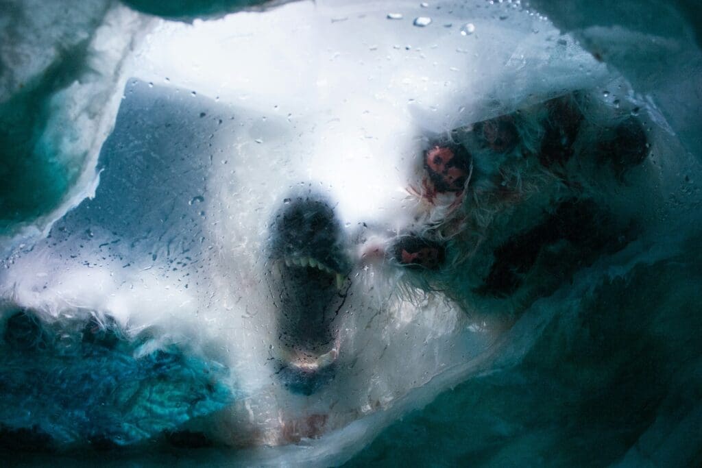 a polar bear inside a ice cube