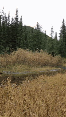 a stream running through a forest
