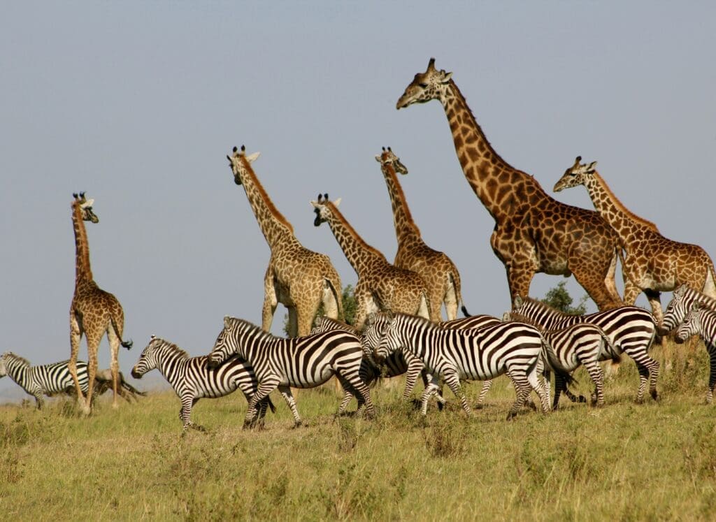 a group of giraffes and zebras in a field