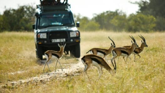 a group of gazelles in a field