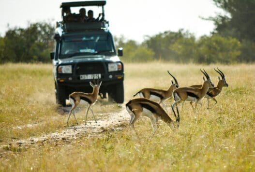 a group of gazelles in a field