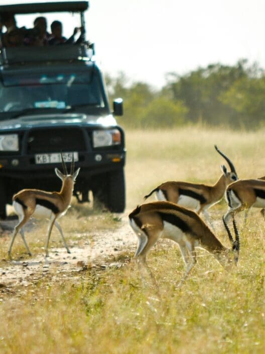a group of gazelles in a field