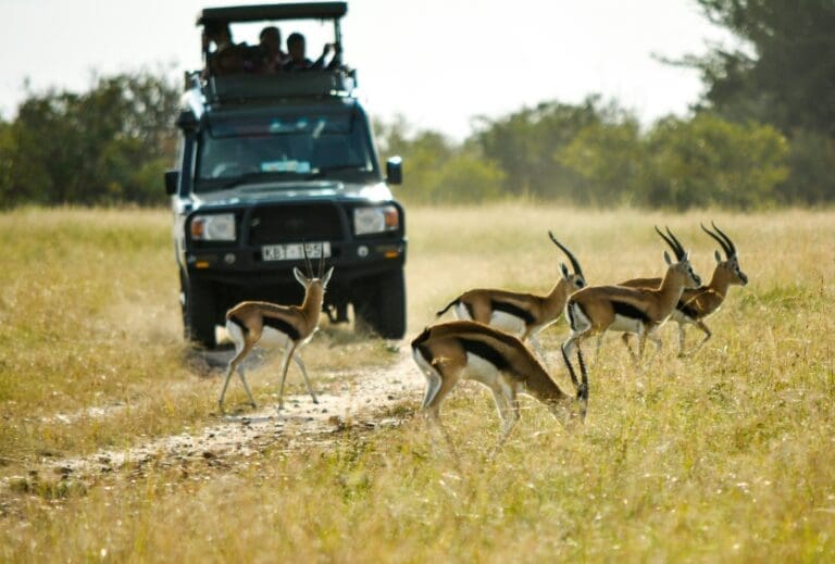 a group of gazelles in a field
