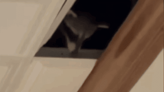 a dog in a hole in a ceiling