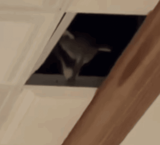 a dog in a hole in a ceiling