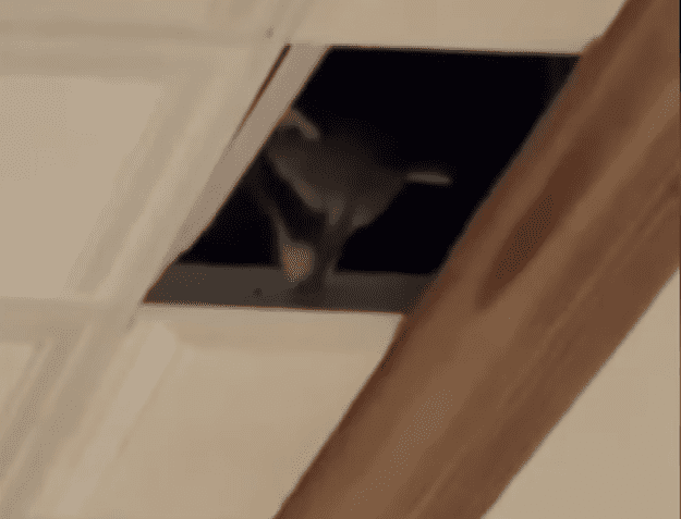 a dog in a hole in a ceiling