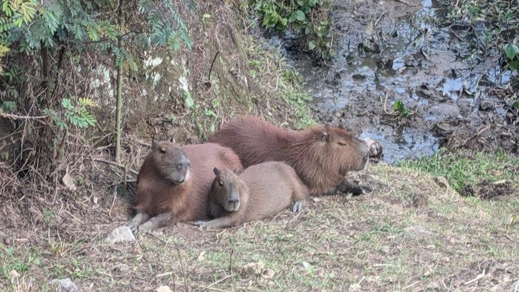 a group of brown animals lying on the ground