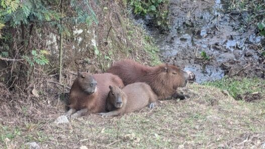 a group of brown animals lying on the ground