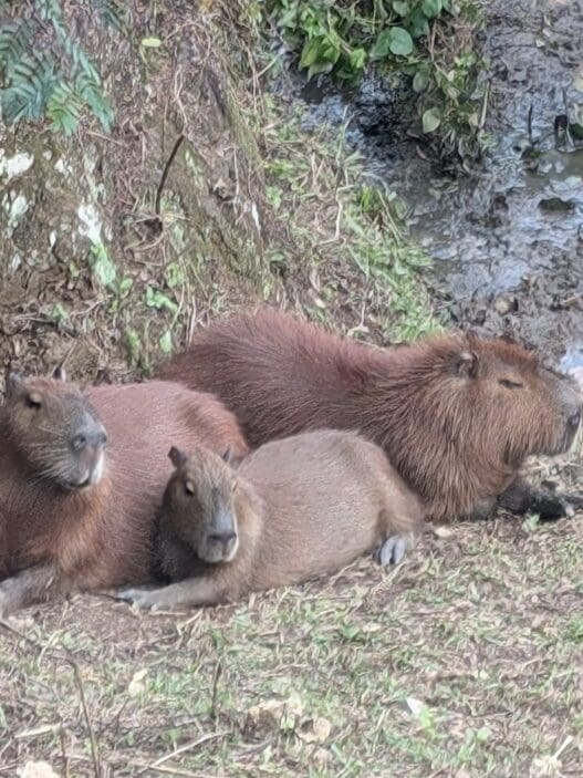 a group of brown animals lying on the ground