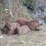 a group of brown animals lying on the ground