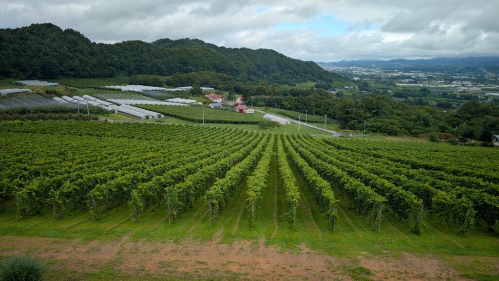 a large field of vines