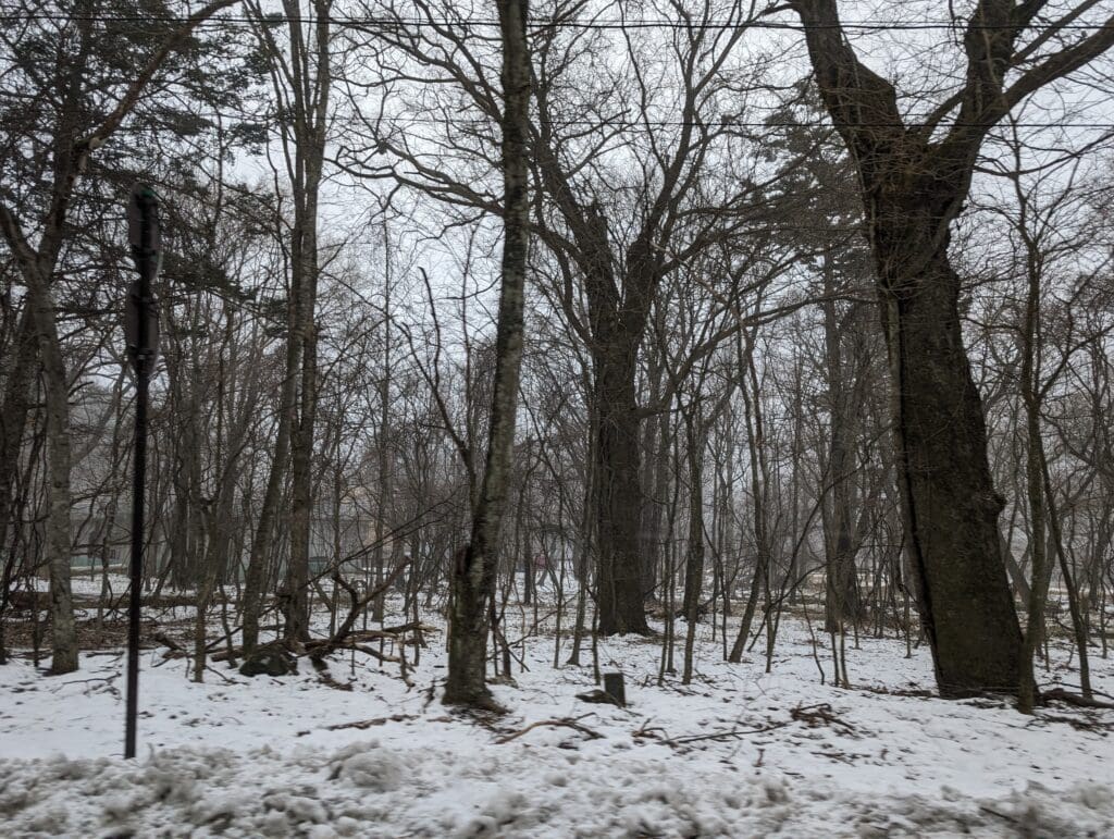 a snow covered ground with trees