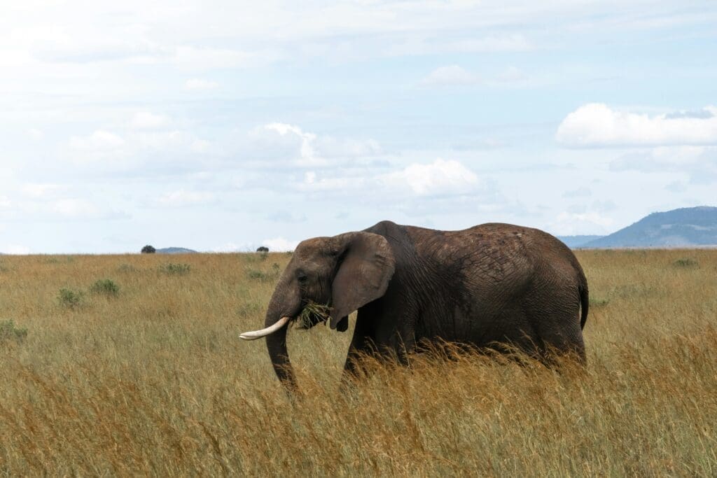 an elephant in a field