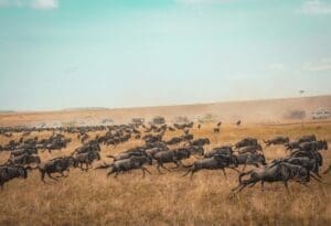 a herd of wildebeest running on a field