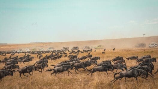 a herd of wildebeest running on a field