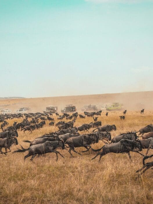 a herd of wildebeest running on a field