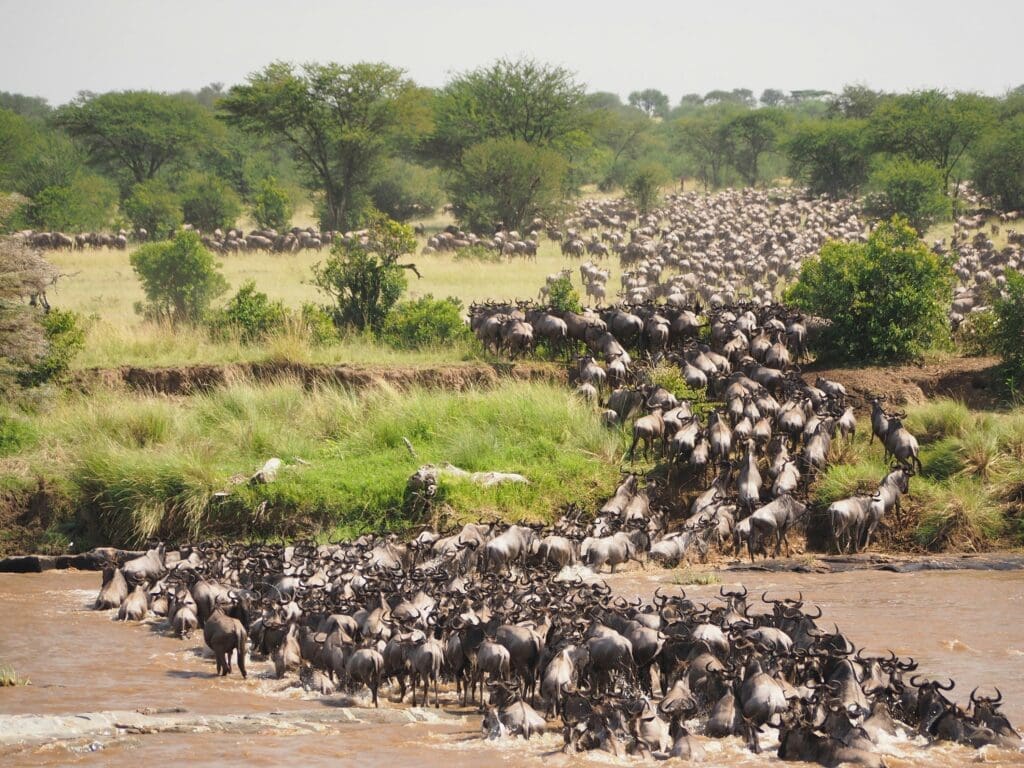 a large herd of wildebeest crossing a river