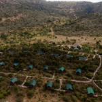 a group of houses in a forest