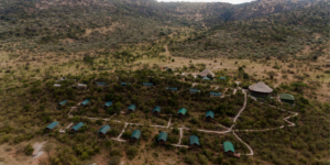a group of houses in a forest
