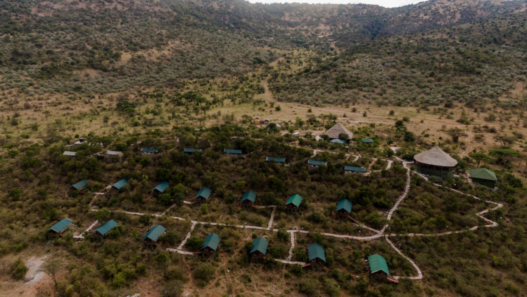 a group of houses in a forest