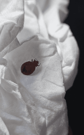 a brown bug on a white towel