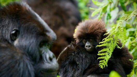 a gorilla with a baby monkey