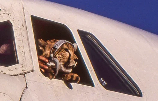 a tiger in a plane