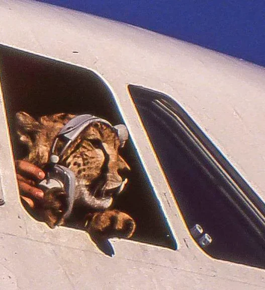 a tiger in a plane