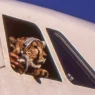 a tiger in a plane