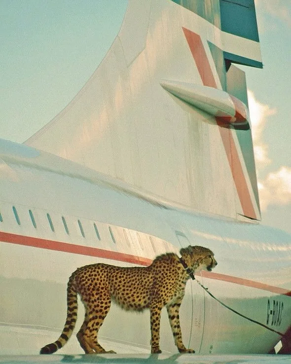 a cheetah on a leash next to a plane