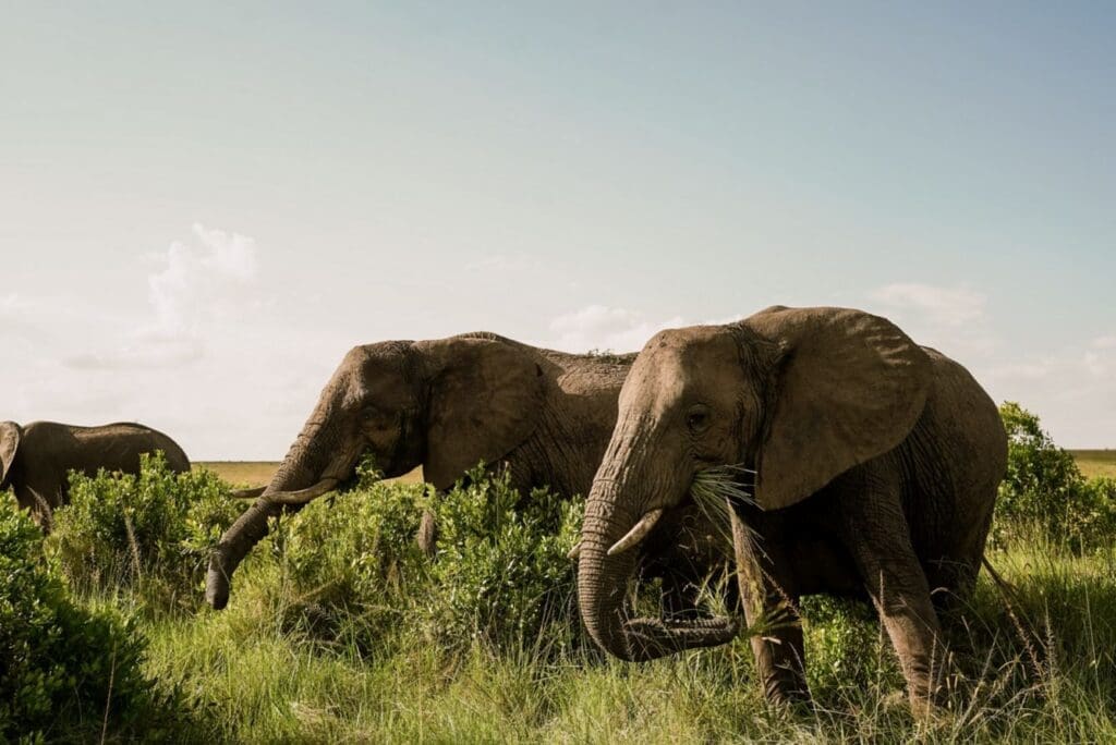a group of elephants in a grassy field