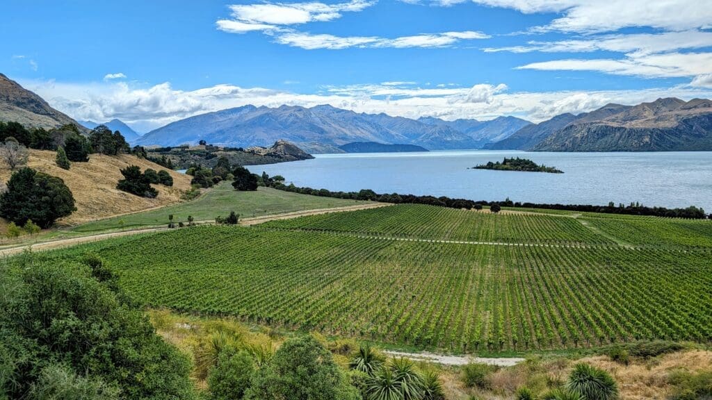 a large field of plants by a body of water