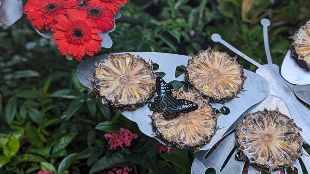 a butterfly on pineapple slices